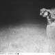 Imagen para el artículo titulado Instalan una cámara trampa para cazar un puma y fotografían dos gorilas, al bigfoot y a Santa Claus